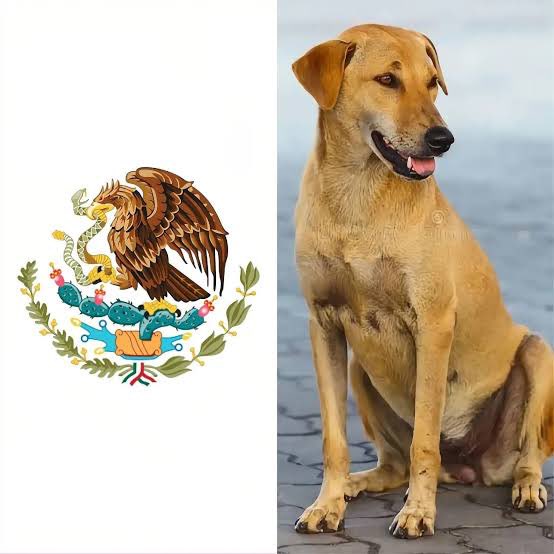 LuisCardenasMX tweet media