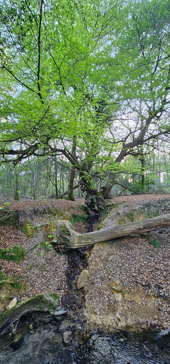 bladesurch's tweet image. My woods ... #woods #tree #nature