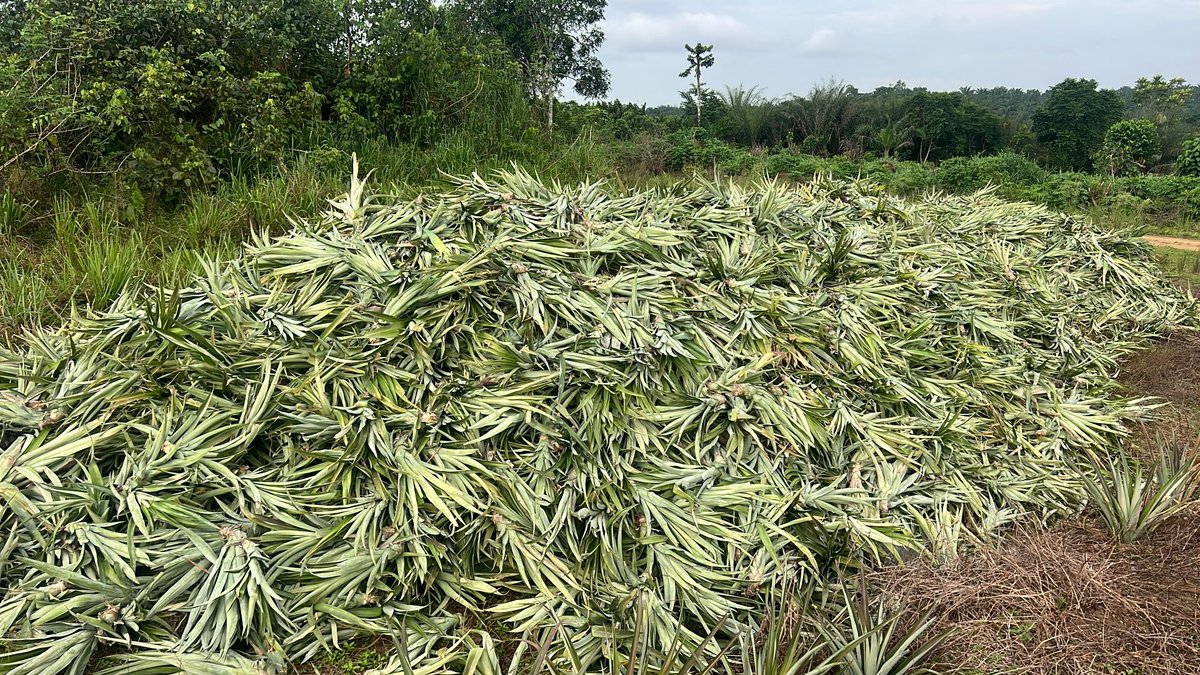 LaVraieMenass's tweet image. Planting was done by Wednesday. 

Getting the right settings for the seeds spaces is the beginning of success. 

We’ll be harvesting starting in May-June and September-October next year. 

#Pineapple