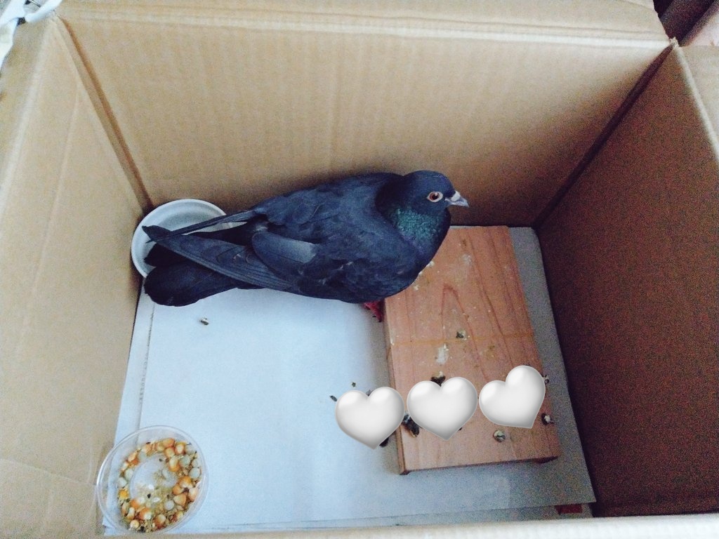 🕊🐢スライムが好き🐌🪲🇺🇦 tweet media