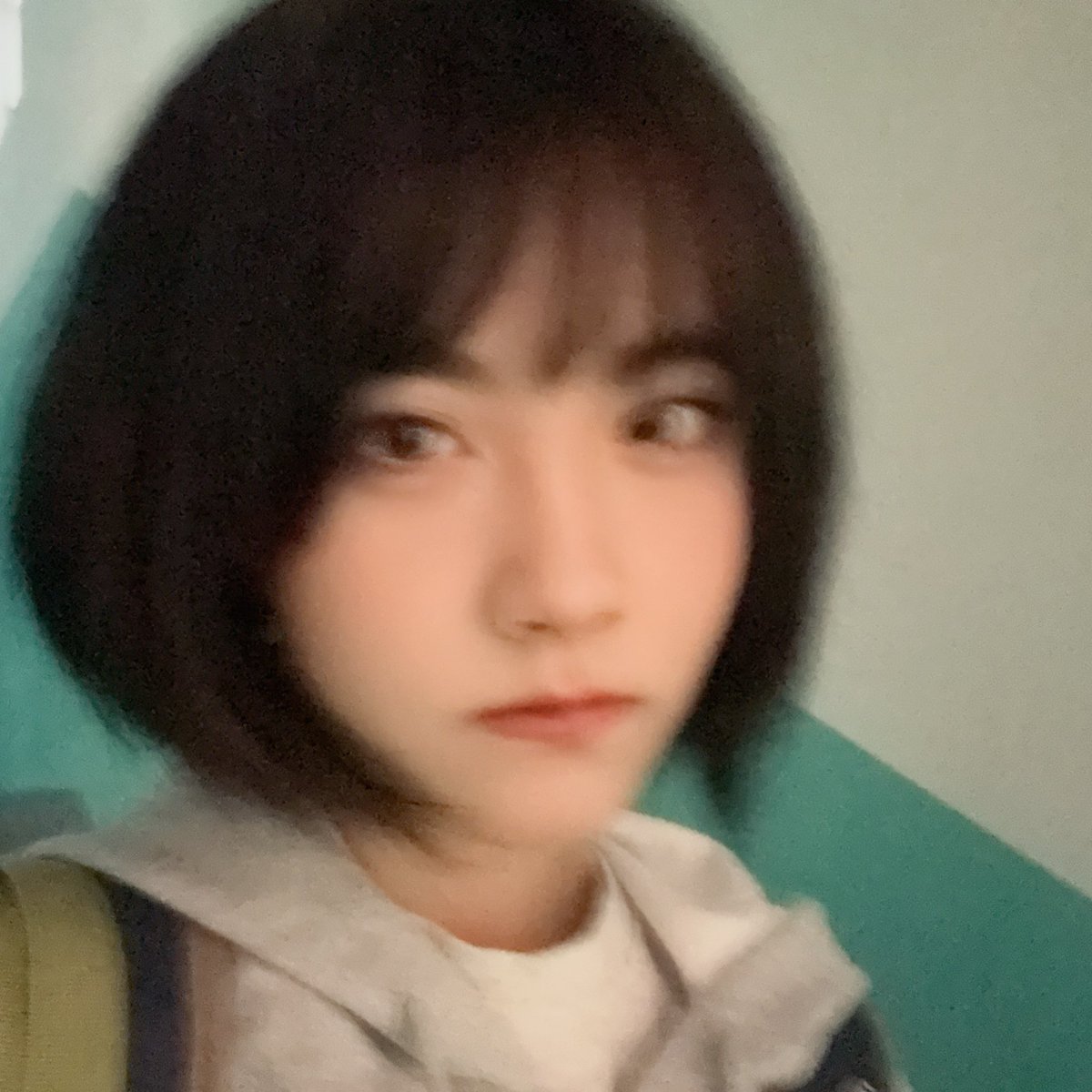 Selaginella tweet media