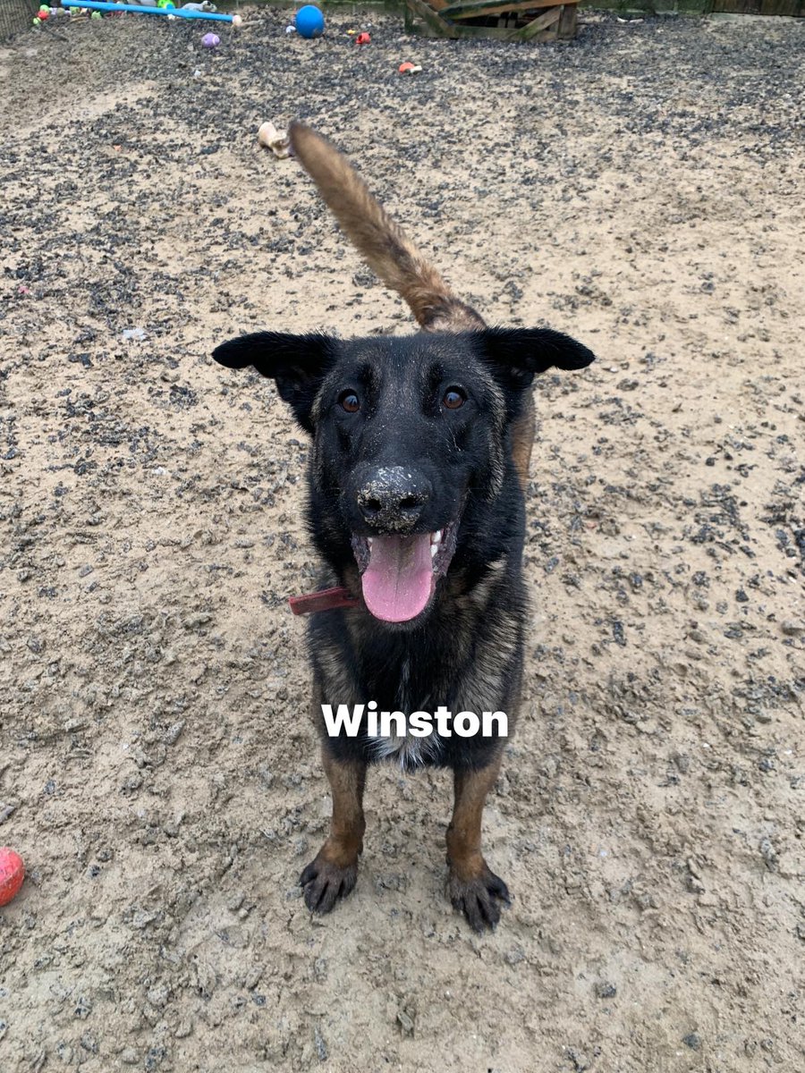 gsrescueelite's tweet image. Winston is 2yrs old and this lovable goofball has been with us since Sept 24. Winston can live with older kids and is working on his doggy manners but he does love to be as close as possible to his human 
#dogs #germanshepherd #Cornwall 
gsrelite.co.uk/winston-5/