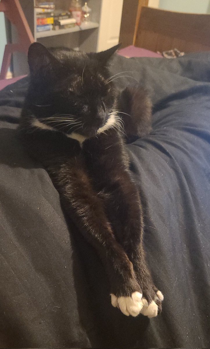 Akari Vixen tweet media