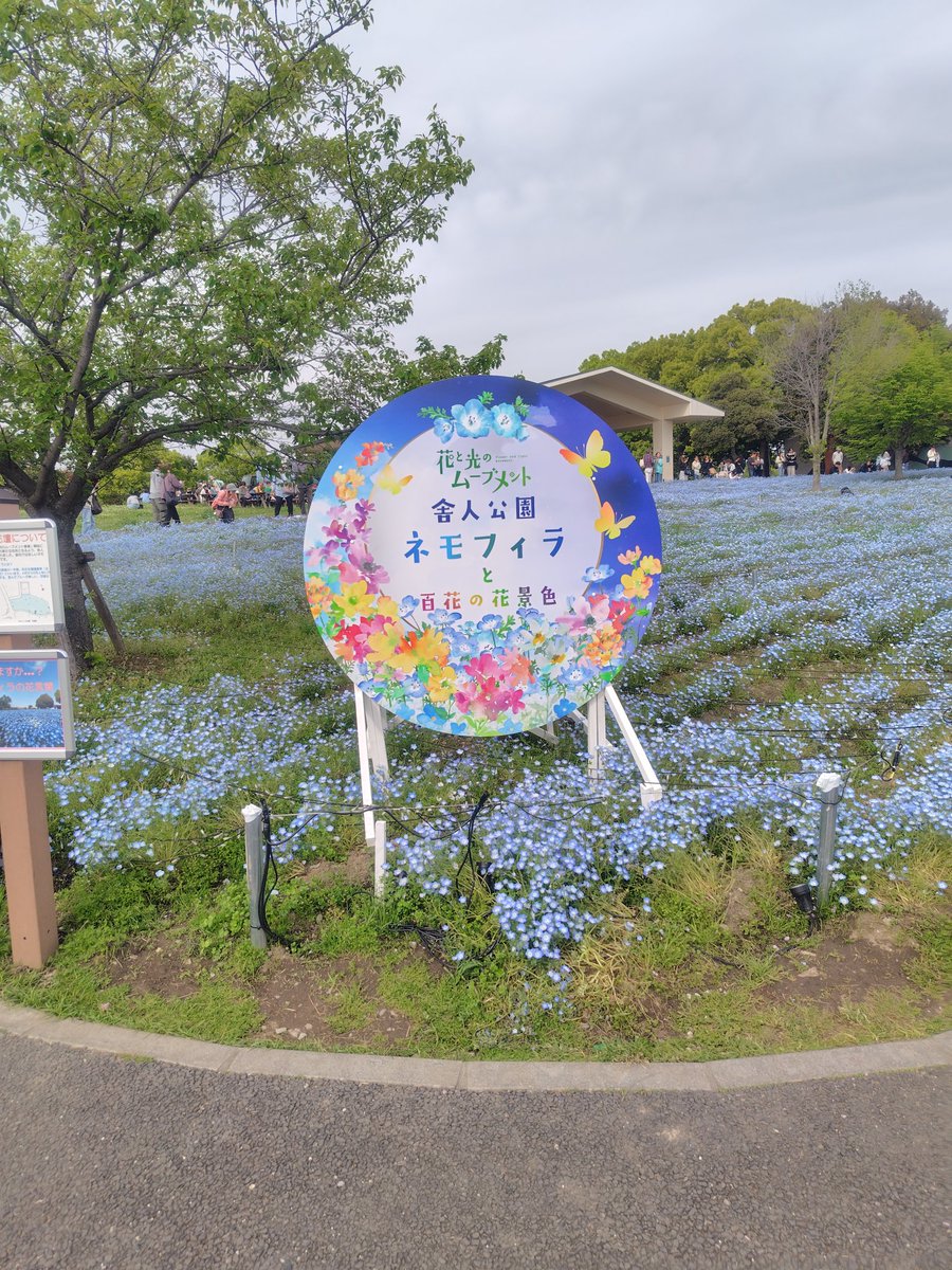xfururix's tweet photo. 用事を済ませた後、舎人公園行ってきました
ちょうど見頃で綺麗だった！ https://t.co/CWqytfEO4V