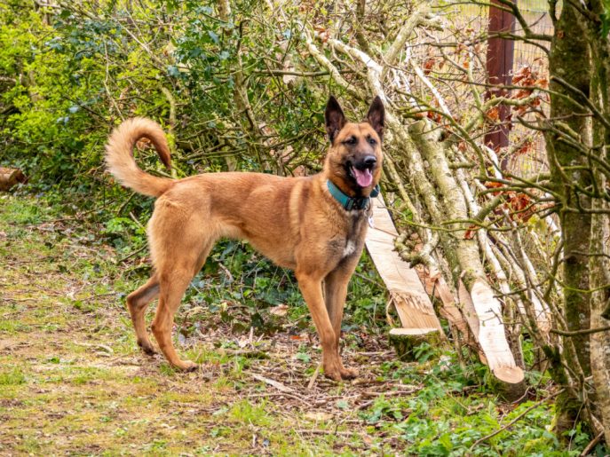 gsrescueelite's tweet image. At just 14mths old Pongo has already has multiple homes and zero stability! Pongo is a sweet girl who can live with older kids and will need a #Malinois exp home to meet her needs please 
#germanshepherd #dogs #Cornwall 
gsrelite.co.uk/pongo/