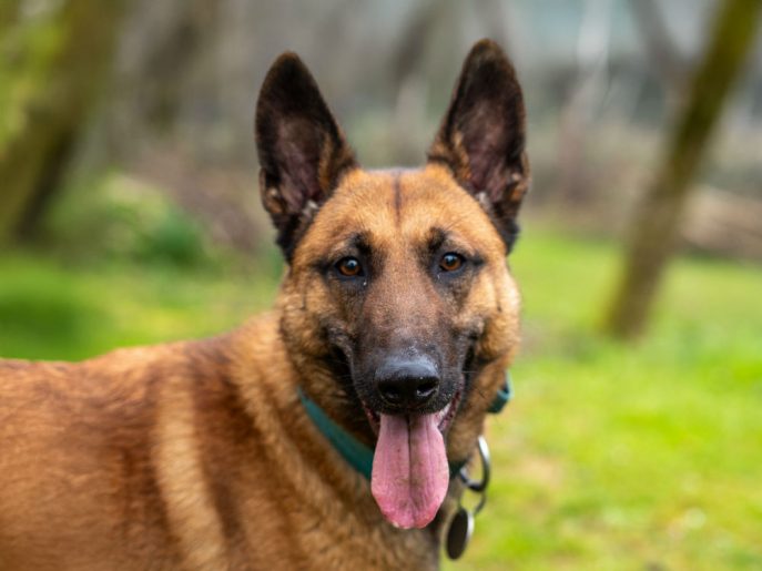 gsrescueelite's tweet image. At just 14mths old Pongo has already has multiple homes and zero stability! Pongo is a sweet girl who can live with older kids and will need a #Malinois exp home to meet her needs please 
#germanshepherd #dogs #Cornwall 
gsrelite.co.uk/pongo/
