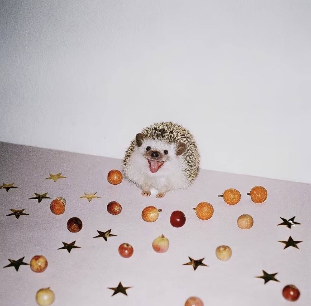 1007_yueye's tweet image. 🦔🥰

#greenmountain