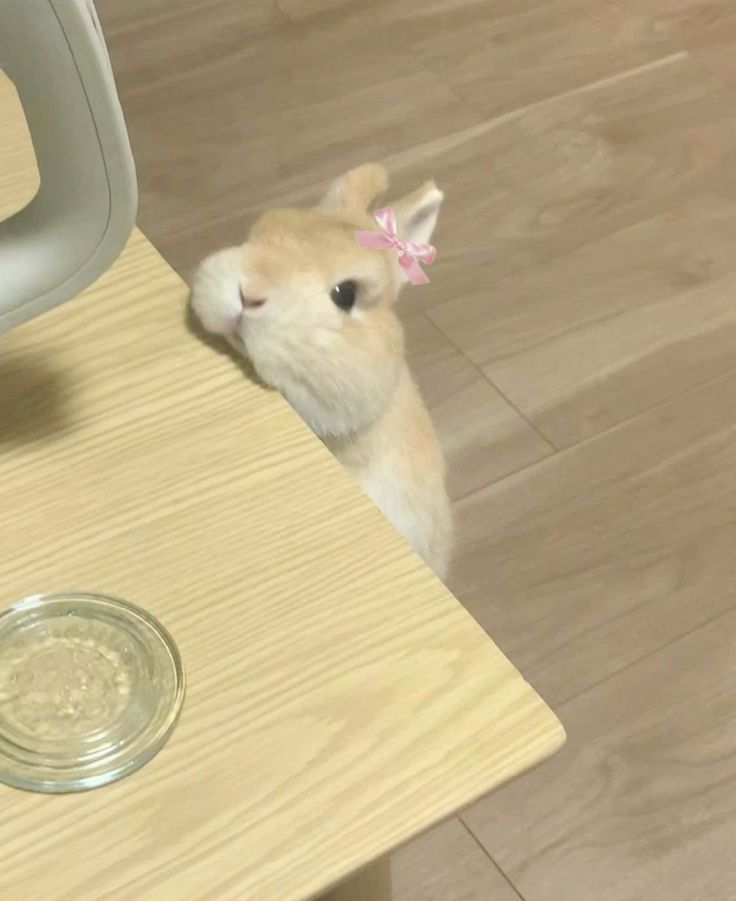 softemm's tweet photo. I need a beautiful name for my little bunny? https://t.co/IPfI2yUOdO