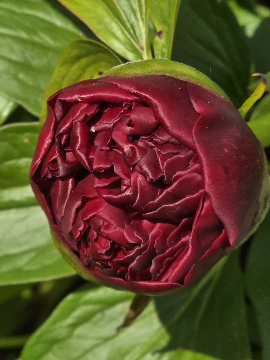 katerina7711's tweet image. Beautiful #peony almost ready to blossom #red #flowers #gardening #allotment #stunning #growyourown