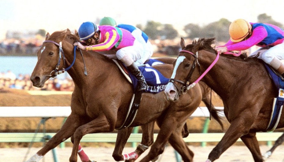 『奇跡の名馬』著者【海猫】兼目和明 〜世界名馬研究・馬民俗学研究家の記録譚〜 tweet media