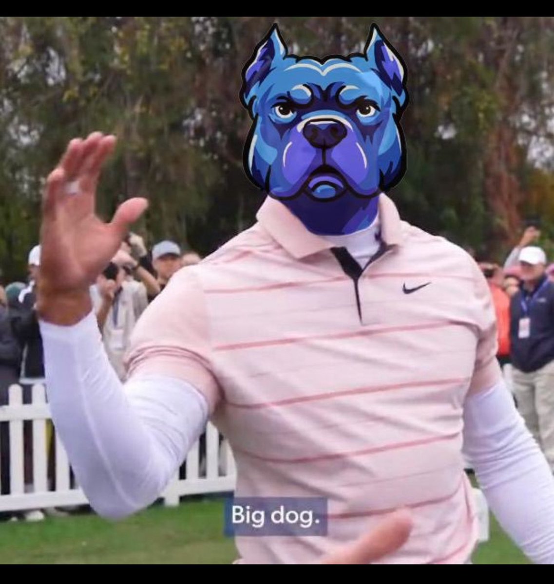 doginme tweet media