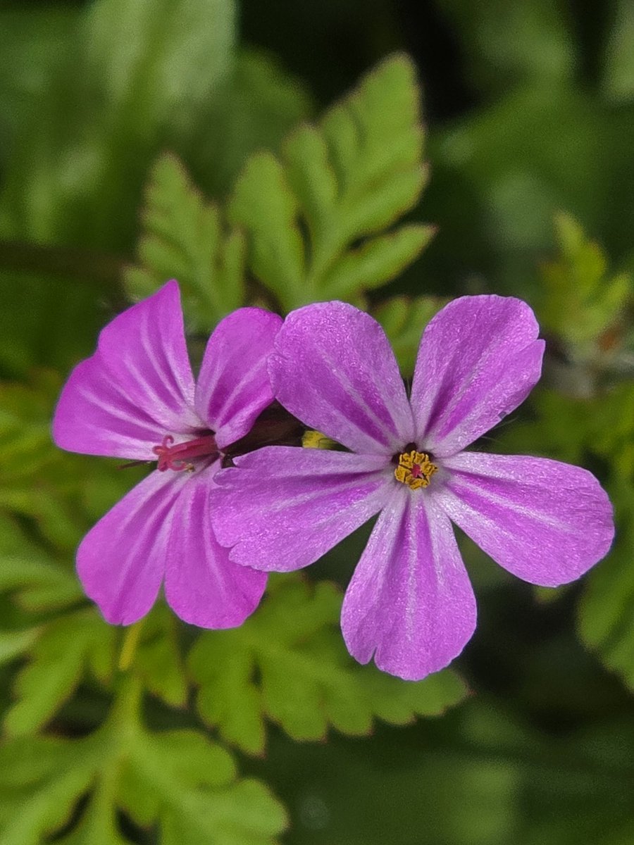 katerina7711's tweet image. Today's #allotment selection #flowers #tulips #bleedingheart #wildgarlic #growyourown #gardening #beautiful🌷🌸🌷🌸🌷