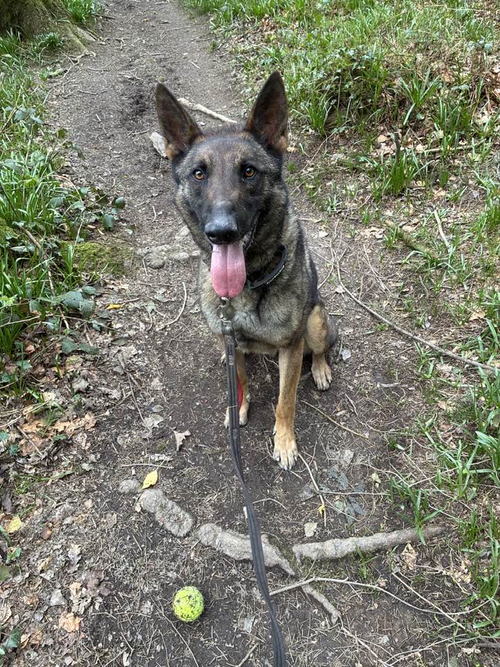 gsrescueelite's tweet image. Luther is 4yrs old and this fabulous boy has been with us since Dec 23. Luther is a clever lad who loves to please his handler, he can live with older and is working on his doggy social skills 
#dogs #germanshepherd #Cornwall 
gsrelite.co.uk/luther-2/