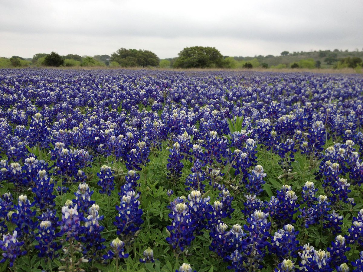 Interior's tweet image. Each spring, bluebonnets blanket the prairies in brilliant color at Balcones Canyonlands National Wildlife Refuge. Just a short drive from Austin, this refuge offers peaceful walks, birdwatching, and roadsides bursting with the Lone Star State's flower.

Photo by @USFWS