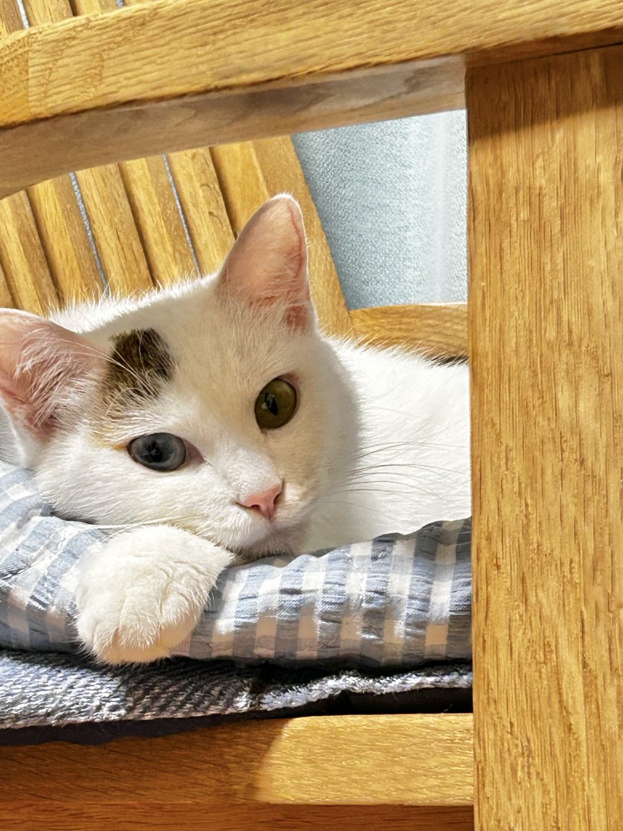 篠原正明 tweet media