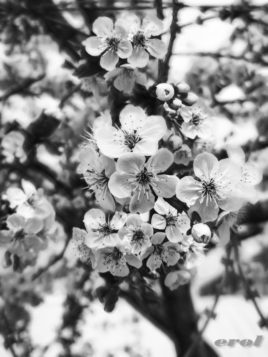 ErolHarun3's tweet photo. #objektifimden #kadrajimdan #fotoğraf #blackandwhitephotography #photography #photographer https://t.co/lRLtI2rmjd