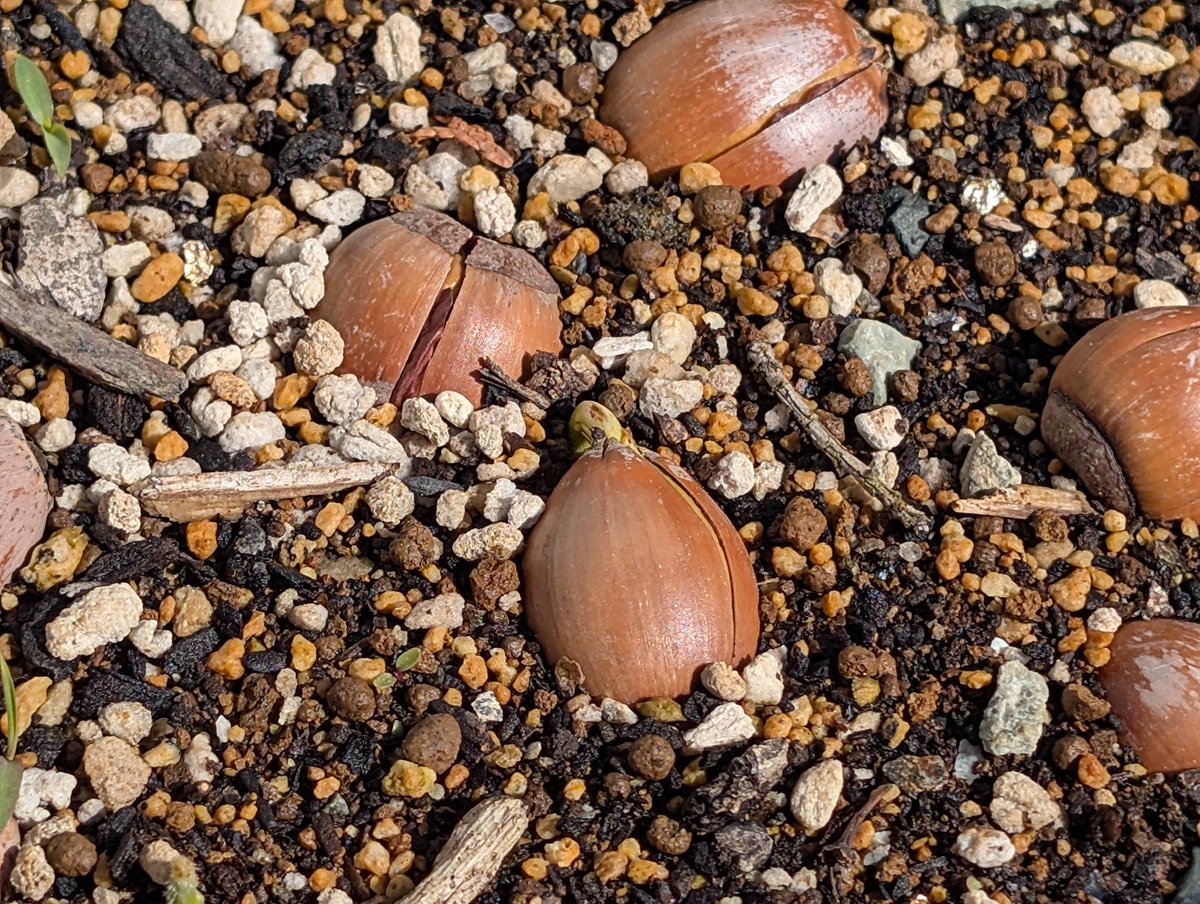 庭のプランターにゴロゴロ転がしてたクヌギから芽が出て育ってきたみたい。
すごいスピードで育ってるんだけど君は雑草じゃなくてクヌギだよね？？