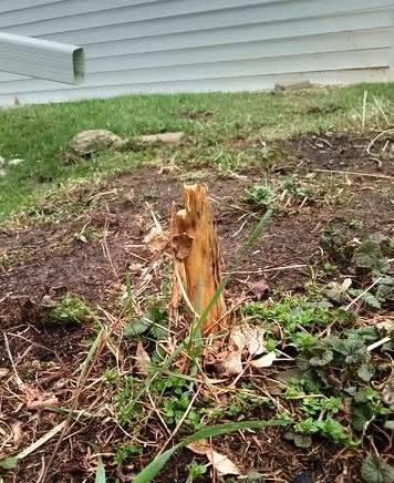 belairjeff's tweet image. three tips for my "helpful" neighbor:

a) i can do my own yard work, 
b) just pull the damn thing outta the ground,
c) prune it flush to the ground. 

you know - so i don't trip over the motherfucker.

#gardening #gardens #pruning #weeds #neighbors