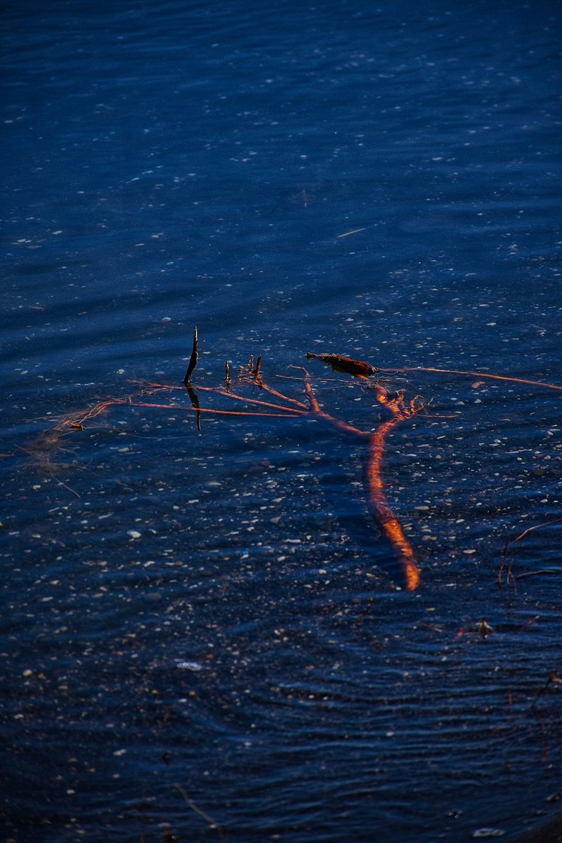 A_Sapphireh's tweet image. #lake #red #sand #beach #blue as dog's footprint
📸Aura S.