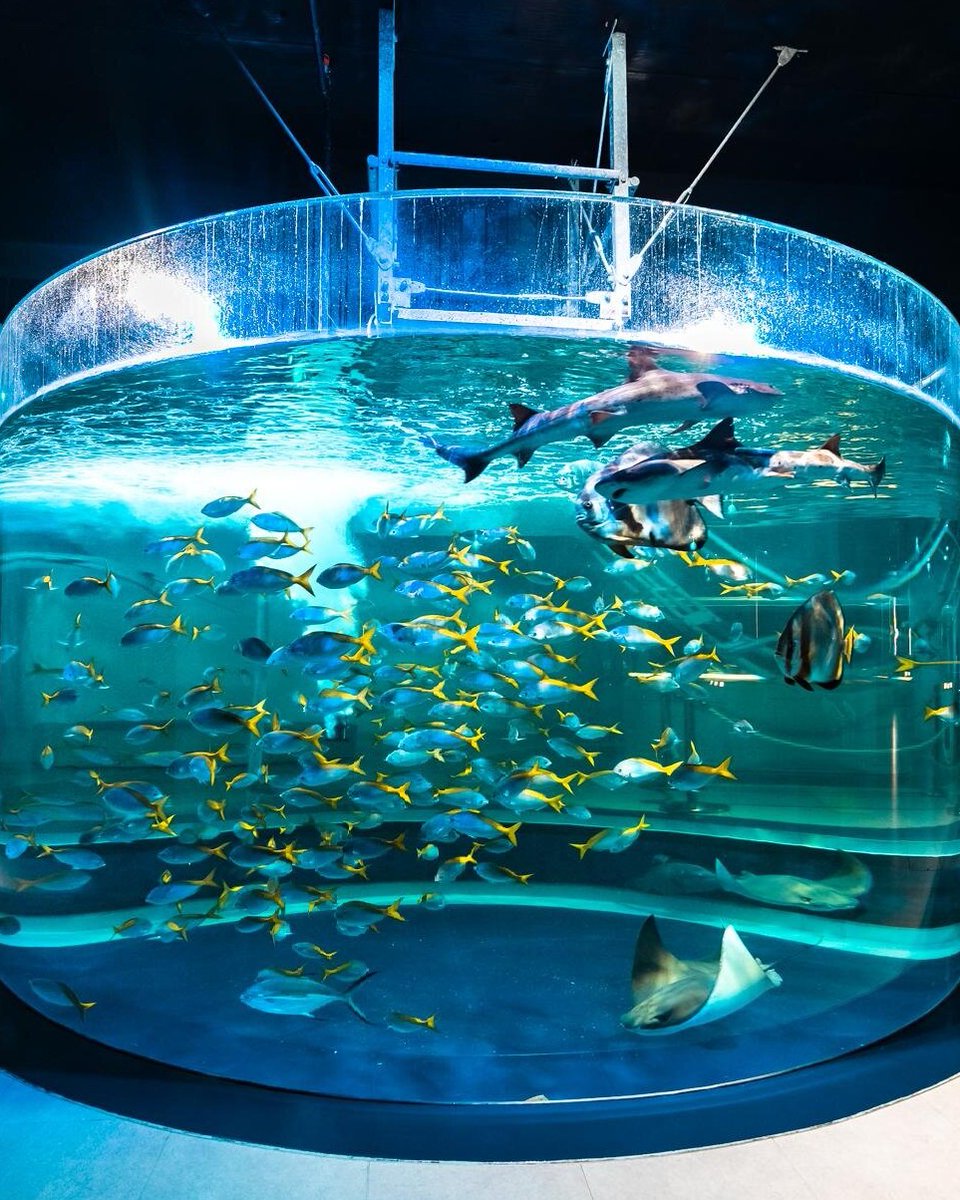 fashionpressnet's tweet photo. 神戸「アトア」アート没入型水族館、可愛い動物メニューやグッズを特集

“虚無顔”カピバラドッグ＆手乗りカワウソまん、ペンギンの証明写真風シールなど