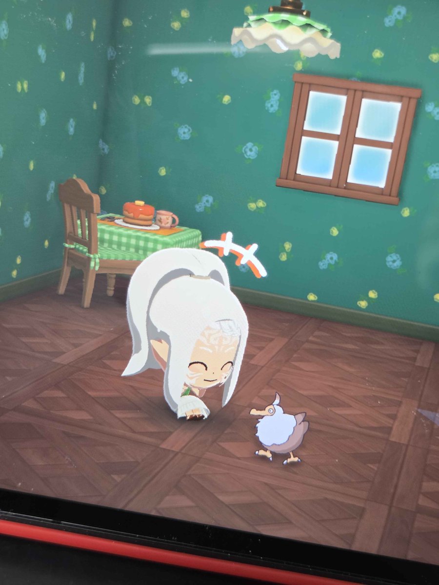 반려 도도 선물해드렸씁니다