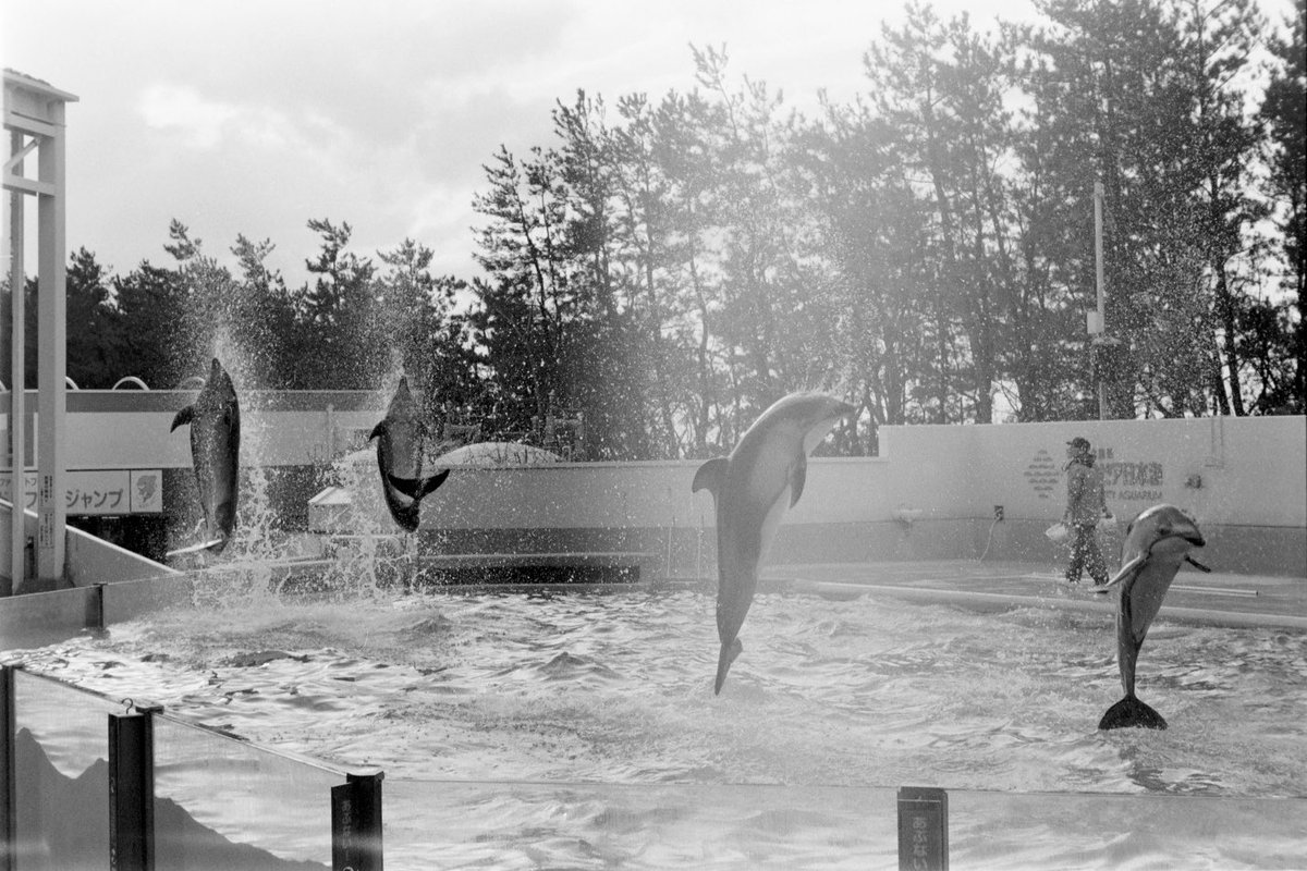 К2/ケツ山/青肌銀髪黒白目眼鏡ギザ歯サキュバスギャル委員長JK tweet media