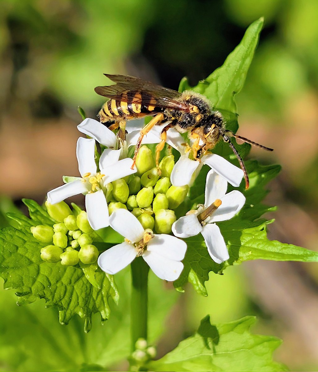 PrayerfulMantis's tweet image. Yellow-Legged Nomad #Bee slurping up some wildflower nectar. #FlowersOnFriday