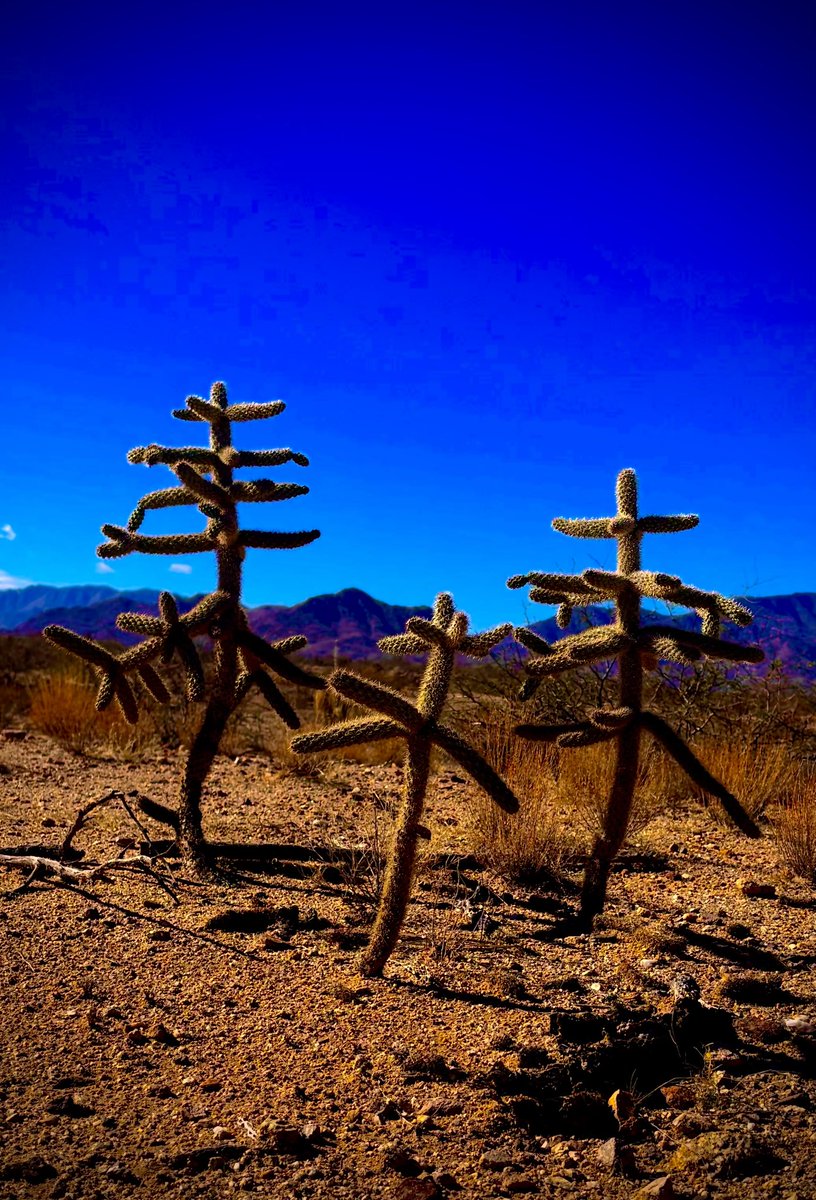 Earthship Danu tweet media