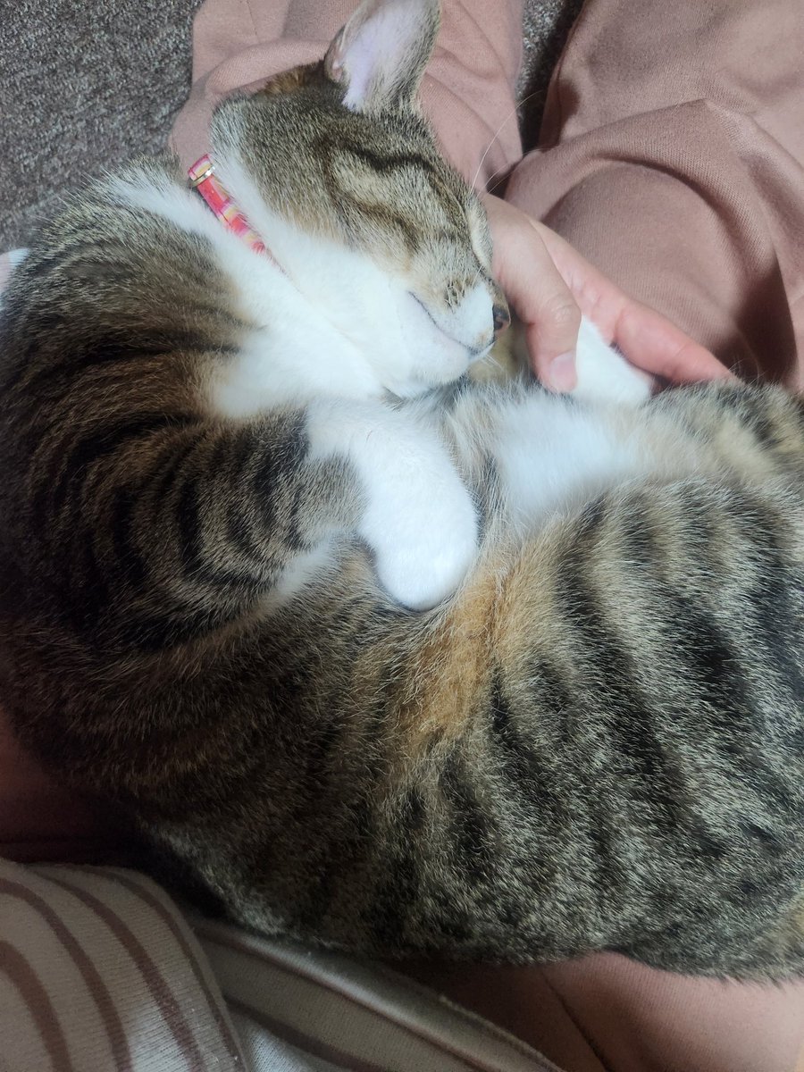 のこざき🪚 tweet media