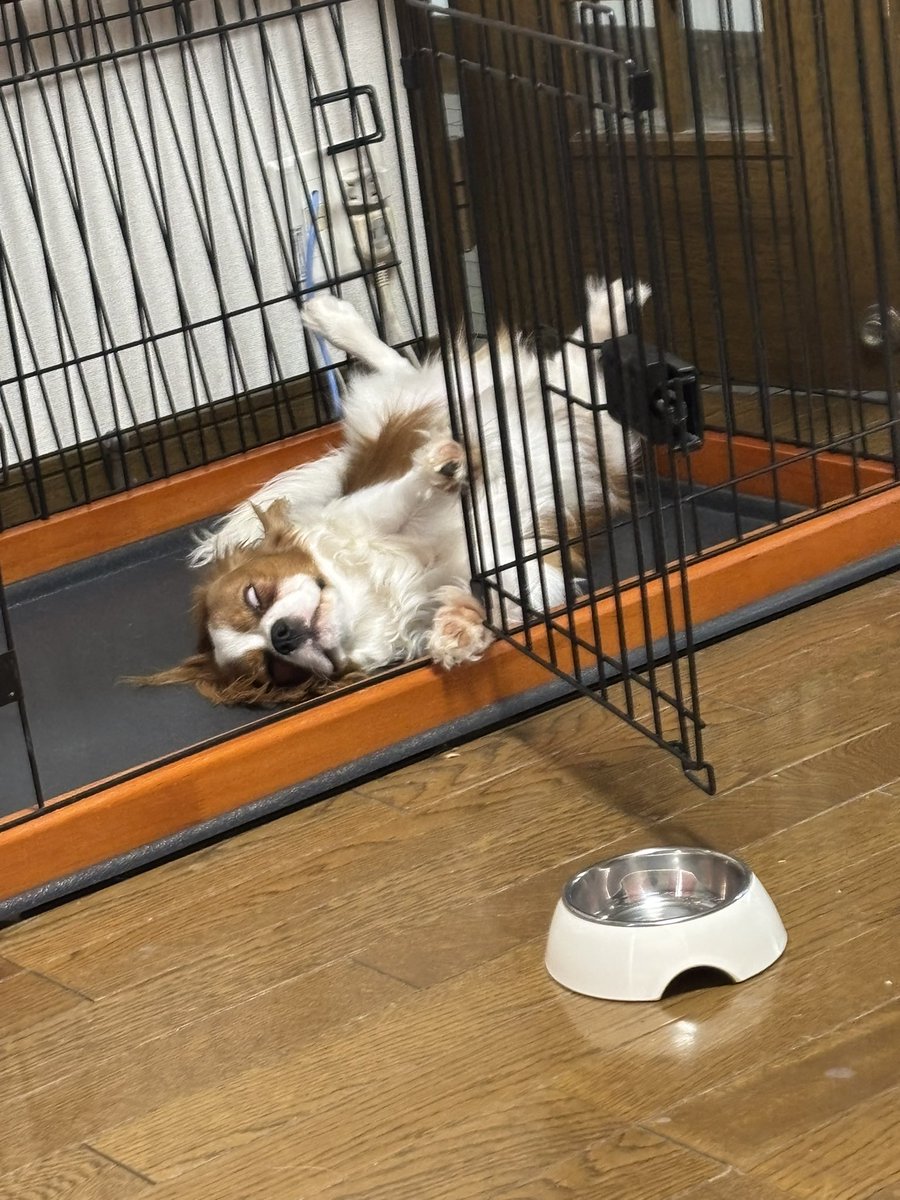 マシュ tweet media