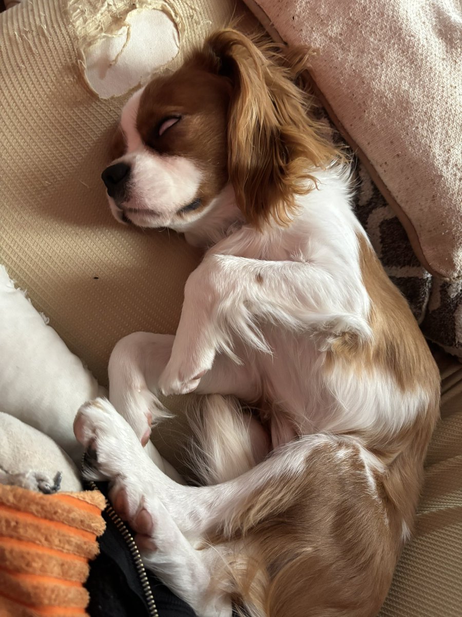 マシュ tweet media