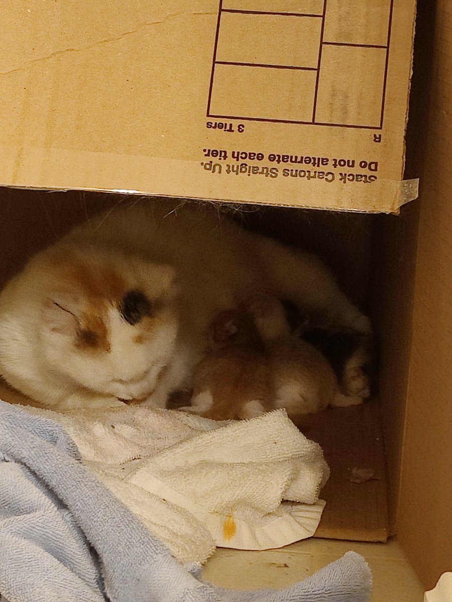 chewlipinnit's tweet photo. new foster cates alert ‼️‼️‼️‼️ Mochi, Pretzel, Hummus, and Lexapro https://t.co/usijLOUvyK