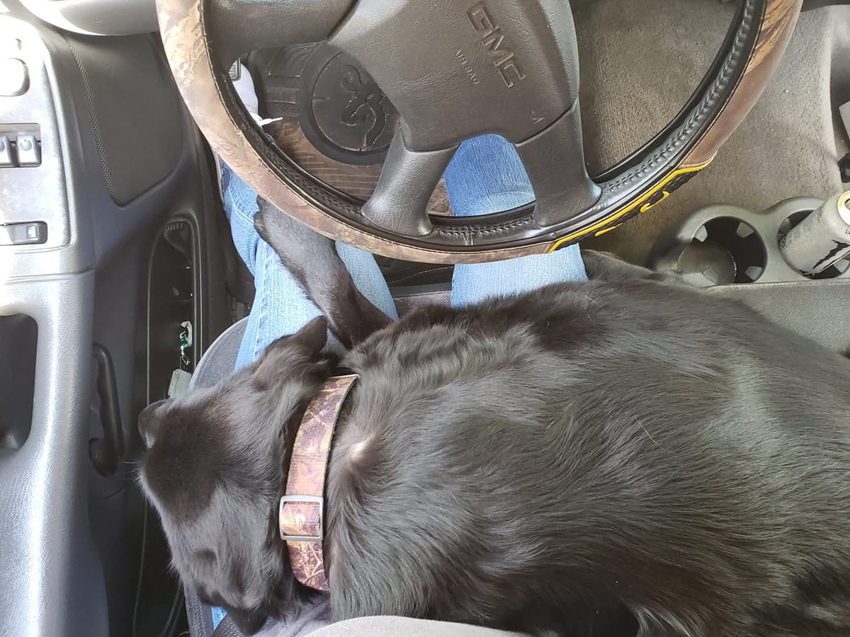 7 yrs ago riding home from the vet like this.  Today we're preparing to say goodbye to the best boy ever 💔