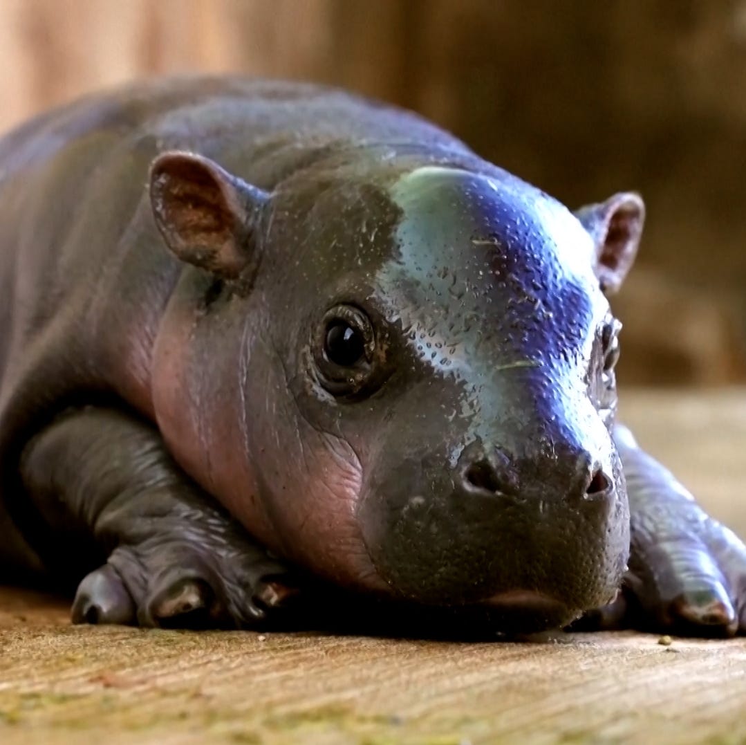 JellyBean Official tweet media