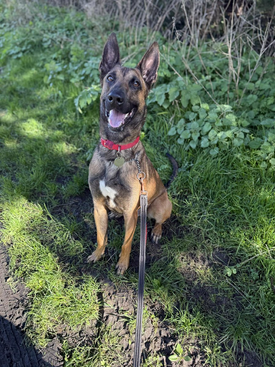 German Shepherd Rescue Elite ( GSRE ) tweet media