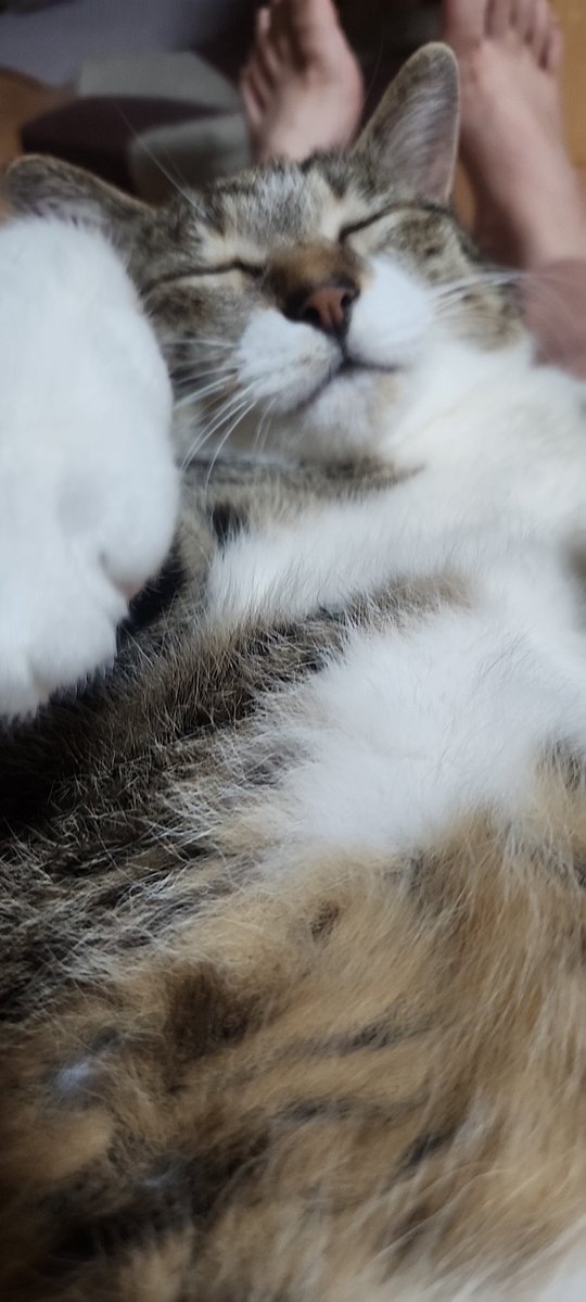 のこざき🪚 tweet media