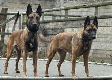 German Shepherd Rescue Elite ( GSRE ) tweet media