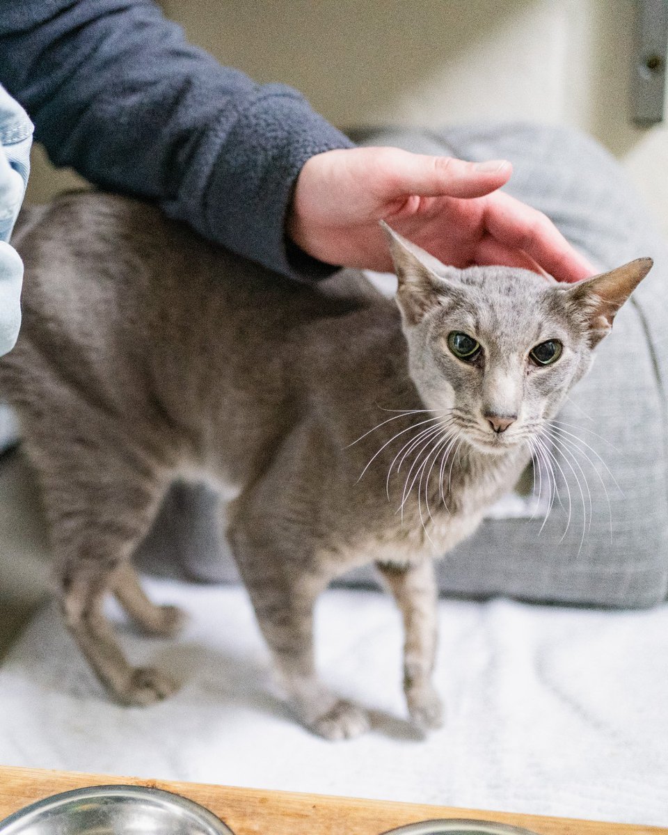 The_Blue_Cross's tweet photo. After spending 173 days with us, Mr Moriarty has found a loving home! 💙

We're so happy for this affectionate chap, and we wish him and his new owner a lifetime of happiness. 

We have more cats looking for loving homes. Could one be a match for you? 👉 https://t.co/Xxk2JLslRR https://t.co/Fxwygf2sPv