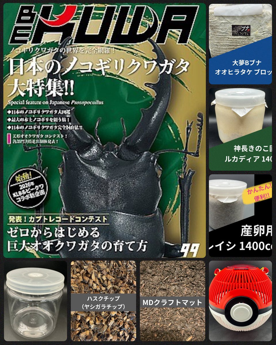 knopets_kpw's tweet photo. 【入荷のご案内】
楽しみにしていたBE-KUWA到着🔥
人気の用品も続々入荷！

GWの虫活に向けて必要な用品を確保おすすめします😋

【書籍】
・BE-KUWA 99号

【菌糸】
・ルカディア 1400cc/ブロック
・S8カンタケ ブロック
・グリードSL ブロック
・産卵用レイシボトル

【マット】
・MDクラフトマット
・MDクワガタマットプロEX
・MDカブトマットプロ改
・MDカブトマットプロEX
・MDカブトマットベーシック
・ハスクチップ

【用品】
・硬質クリアボトル800cc/1400cc
・ラクラク穴あけライト
・ラクラク穴あけEX
・モンスターボール虫かご

◎KPW公式オンラインショップ
https://t.co/9uPg5ZAQW6

◎KPW楽天市場
https://t.co/HHZZ4lVGOh

#クワガタ #カブトムシ #KPW #昆虫ショップ
#昆虫 #標本 #奇蟲 #エキゾチックアニマル
#昆虫ゼリー #発酵マット #菌糸 #飼育ケース
#八王子