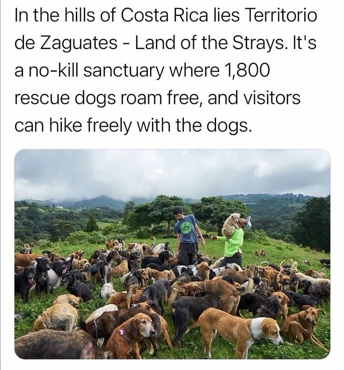 Puppies 🐶 (@puppiesiover) on Twitter photo 