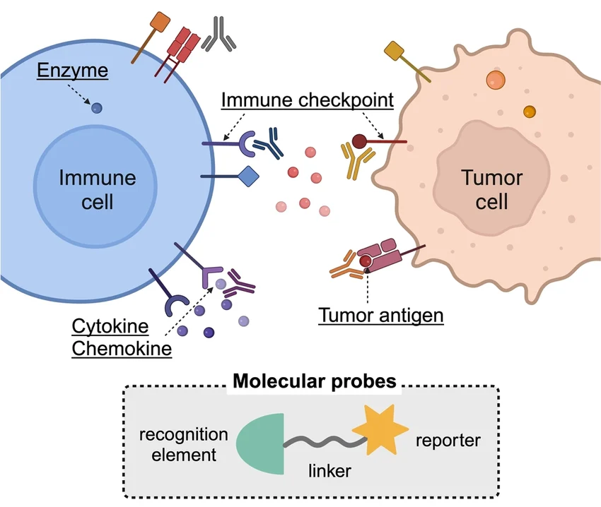 adv_immunology's tweet image. Recent Advances in the Development of Non‐Invasive Imaging Probes for Cancer Immunotherapy.... tinyurl.com/4ru97tj5
To know more about immunology, Kindly visit our website.....immunologyconclave.com #immunology #vaccines #cells
