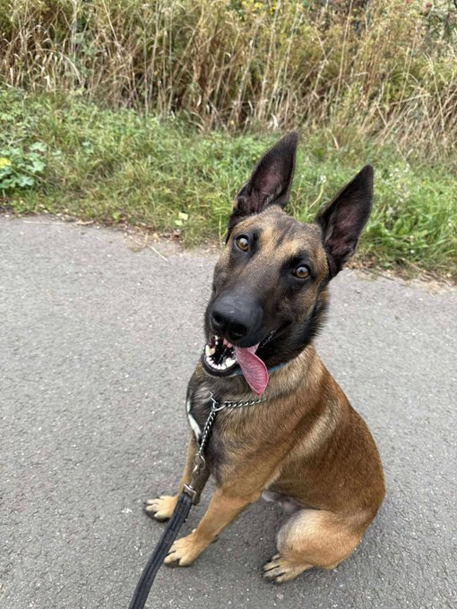 German Shepherd Rescue Elite ( GSRE ) tweet media