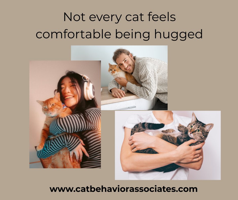 While many cats enjoy being hugged and closely held, others feel more comfortable with their paws firmly on the ground. For those who do like being held, they often have specific preferences about how they’re positioned in your arms. Respect individual boundaries because even