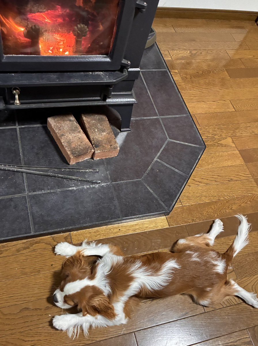 マシュ tweet media