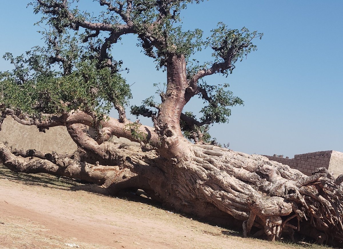 Anonymous San👽🇳🇬🇯🇵 tweet media