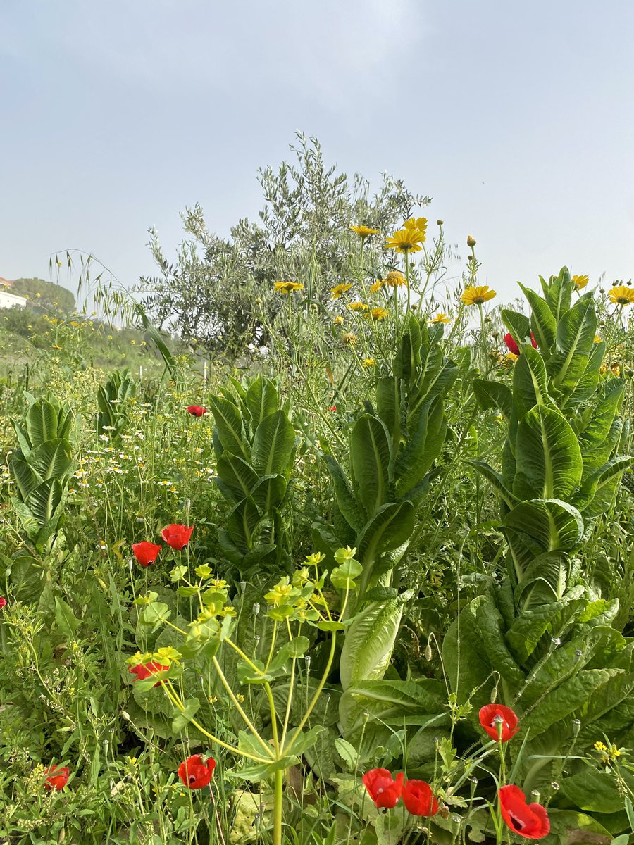 كنت زارعة خس 🥬 ل رمضان صاروا شجر  🤣
