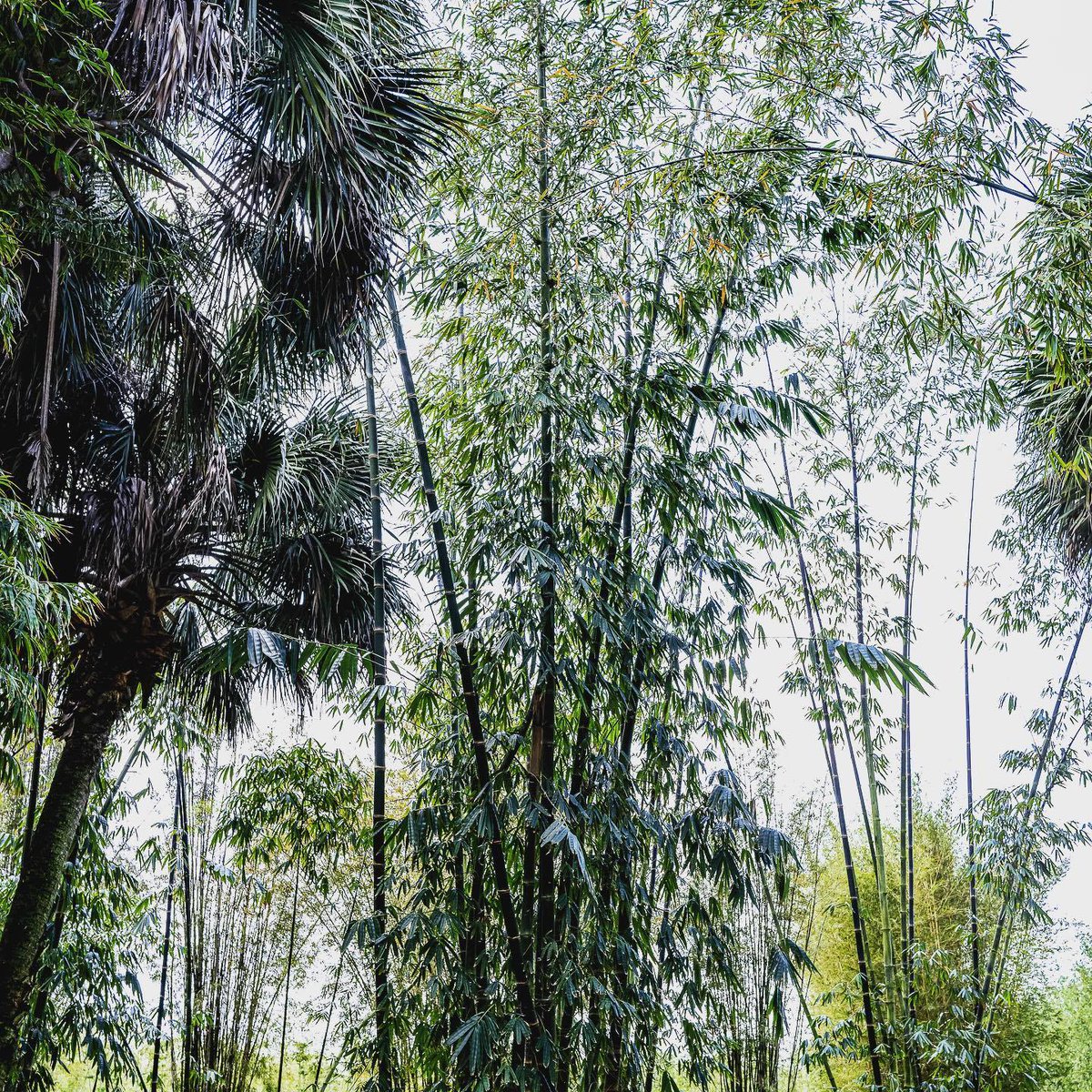 newshootsbamboo's tweet image. The clean, green privacy screen...
Give us a Call here at New Shoots Bamboo (772-221-7227) for all your Bamboo Plant Needs! ⁣
⁣Take a look at our website at: newshootsbamboo.com to shop all our Bamboo Plants!
#landscapedesign
#southflorida
#bamboo
#tropicalparadise