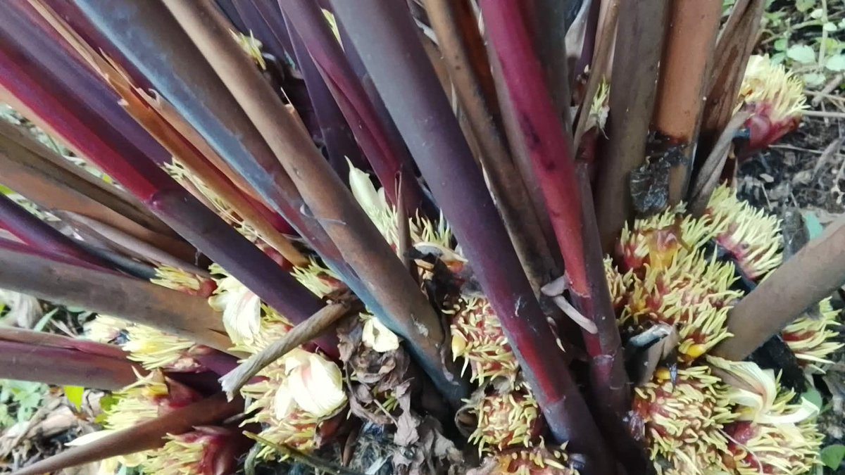 लाक्पा tweet media