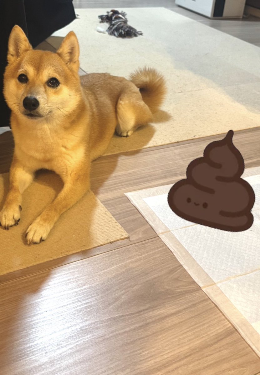 mame11cham21's tweet photo. 食糞を直すために💩した後にオヤツを与え続けた結果“トイレ後💩見張り犬”になった柴犬かわいい https://t.co/JkoI2Lw0TD