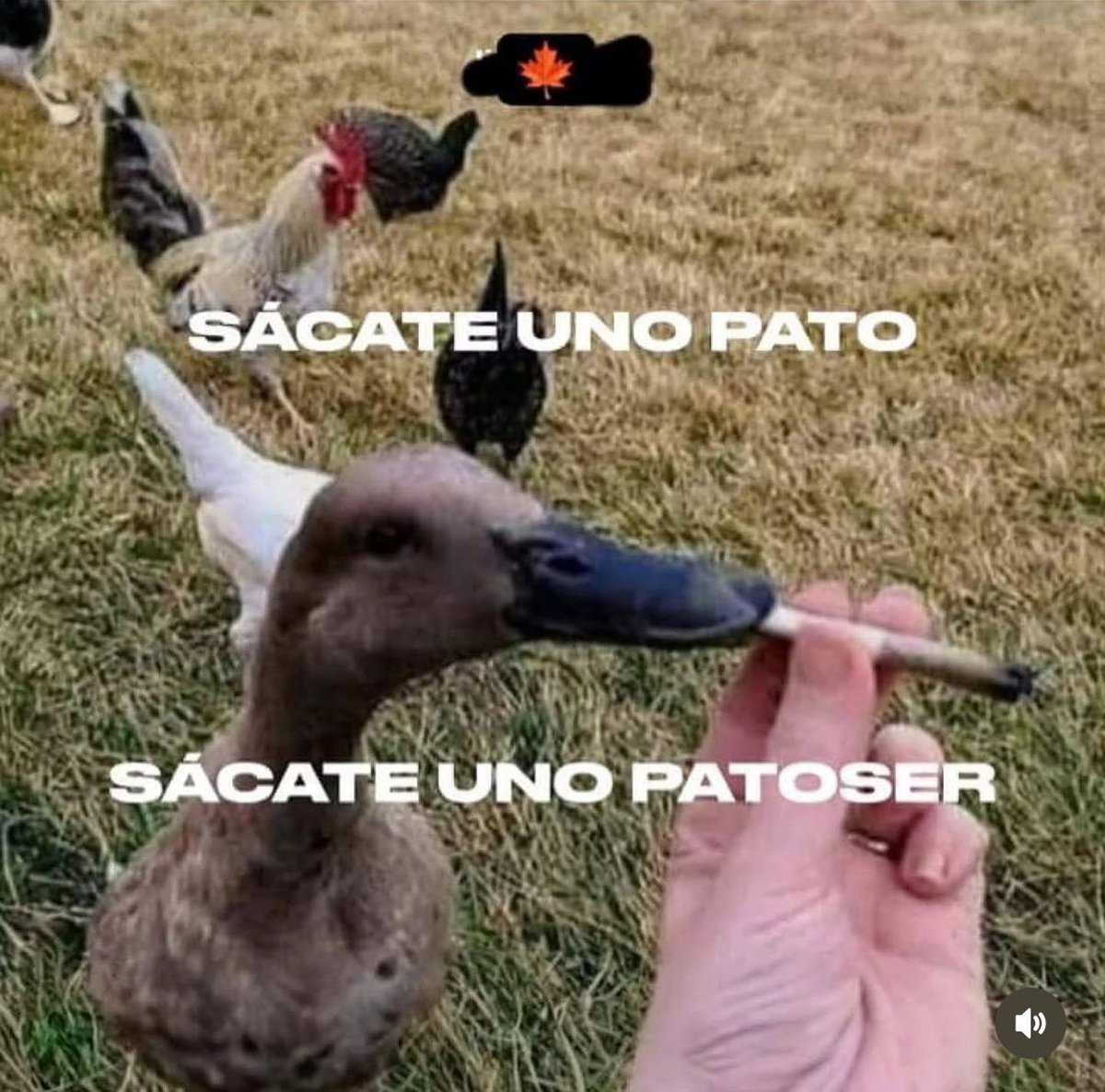 Revista THC tweet media